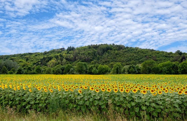 sunflower-4329175_1280